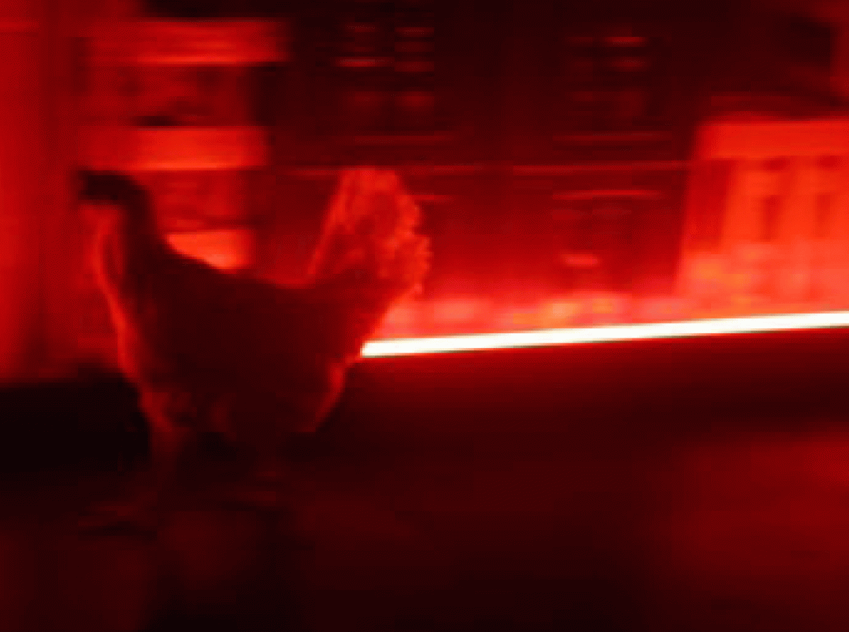 Voodoo, Huhn