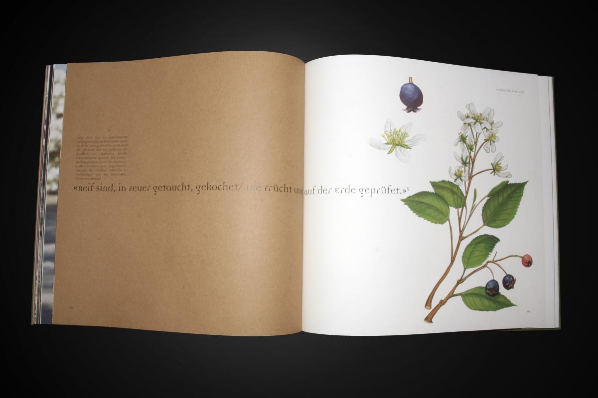 Enea, Private Gardens Buch., Pflanzenillustration